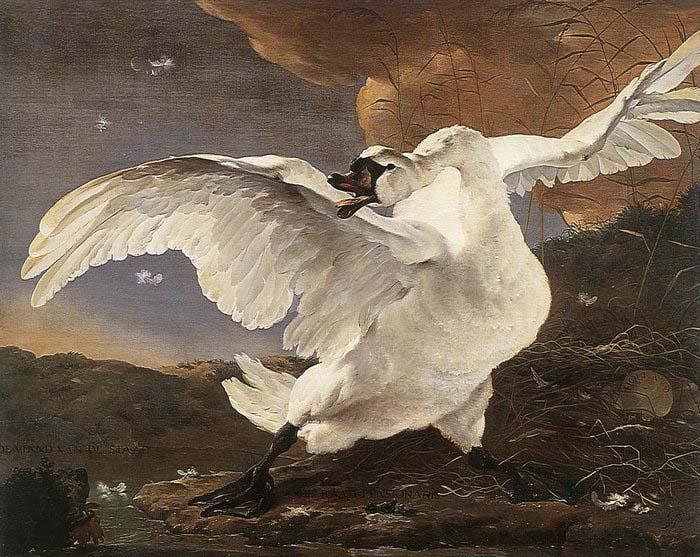 ASSELYN, Jan The Threatened Swan before 1652 oil painting picture